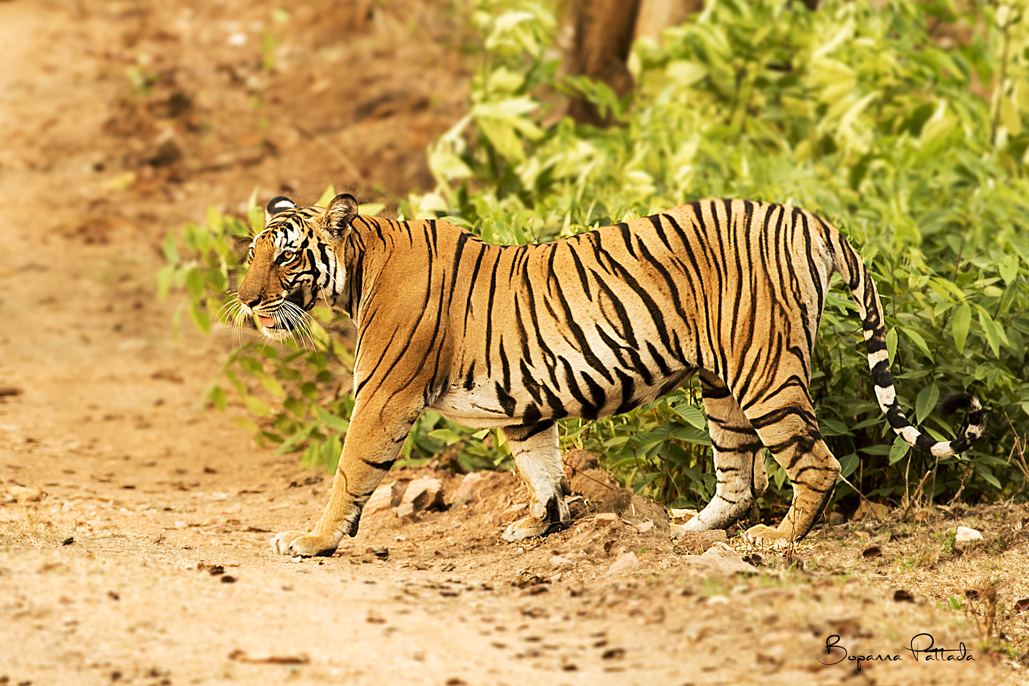 Wildlife safari in South India